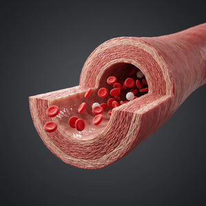 Corte en 3D de una arteria mostrando las capas de la pared arterial