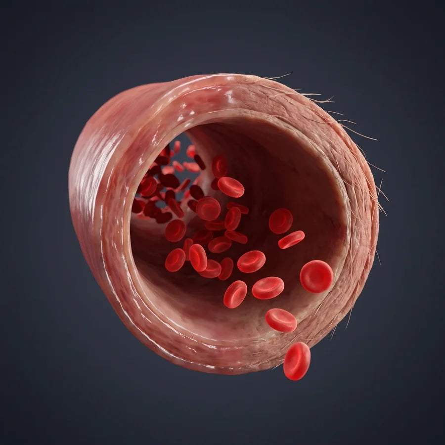 Arteria limpia en corte, con la sangre fluyendo y la pared arterial a la vista
